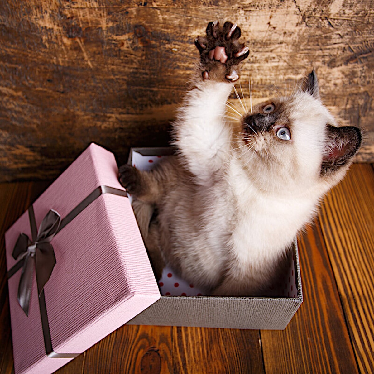 Cat jumping from a gift box with paw extended and claw out