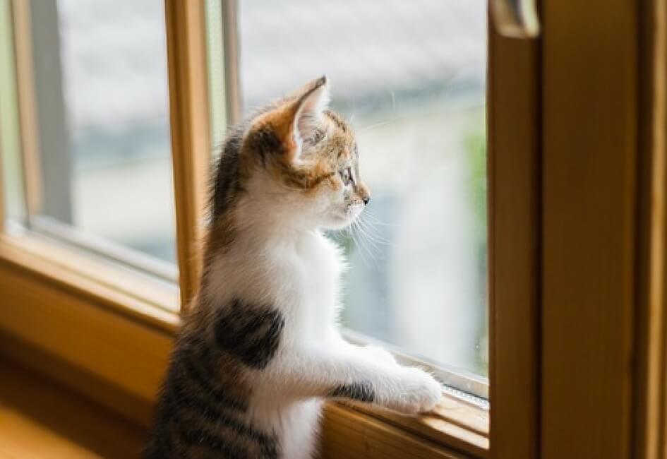 Cat gazing out of window