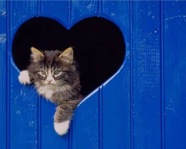 Cat looking through heart shaped hole in blue fence