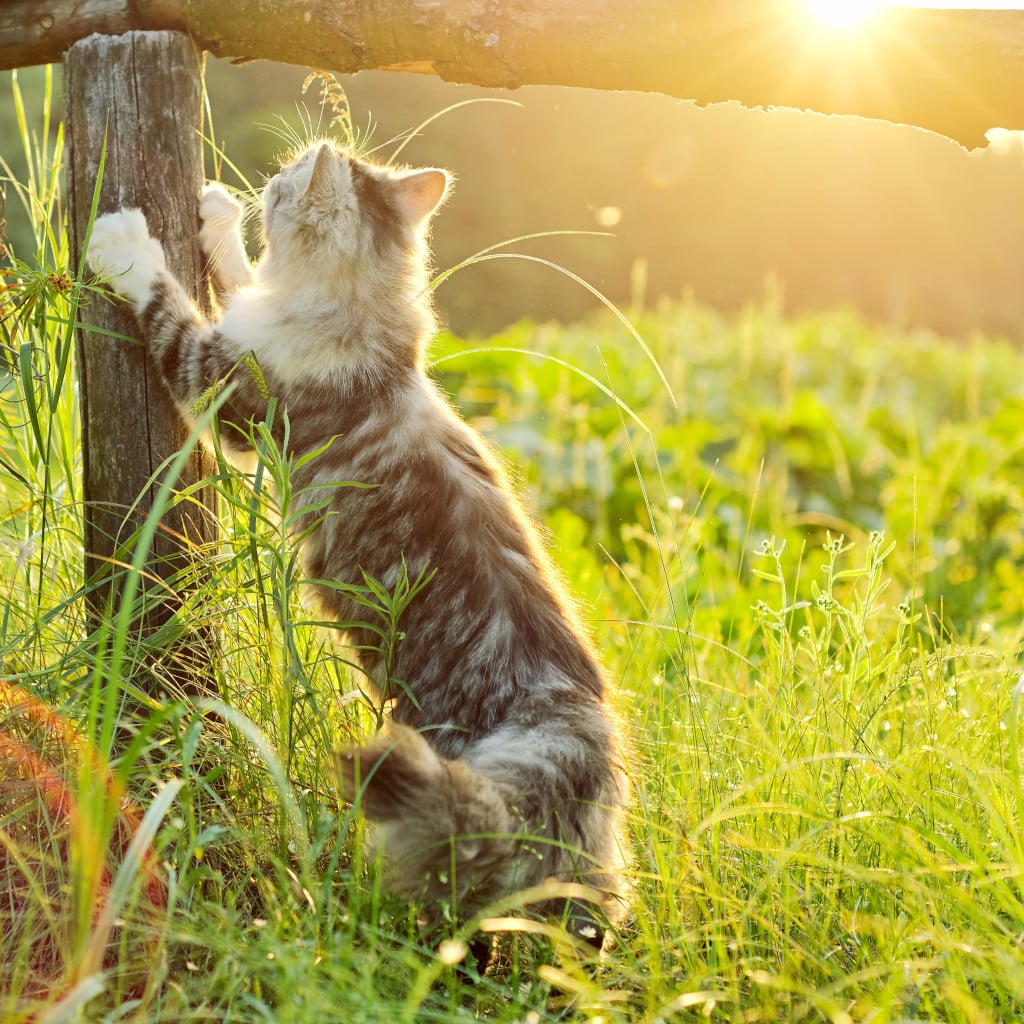 Cat scratching fence post