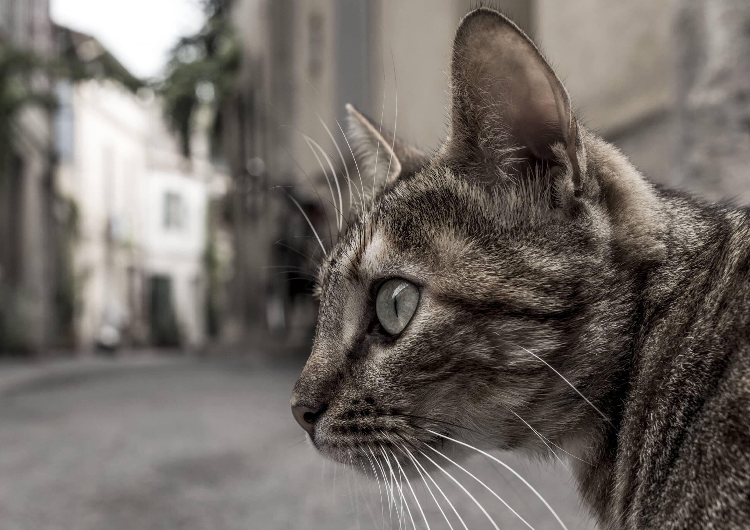 How to find a lost cat