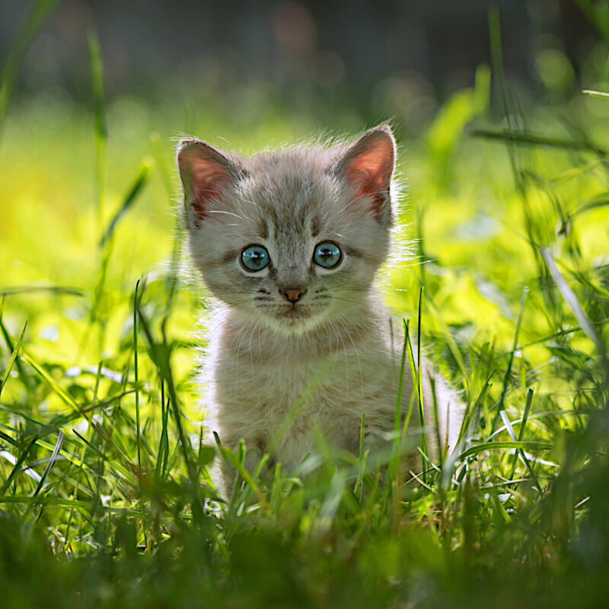 Kitten in a grassy meadow