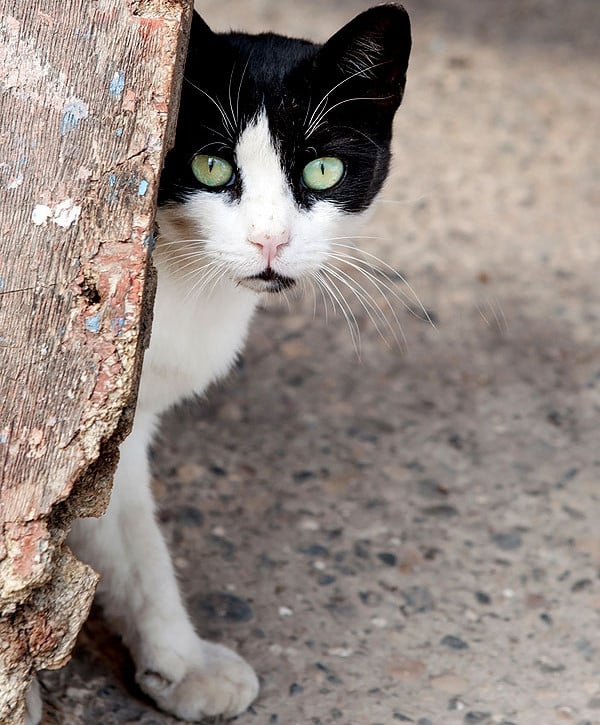Stray black and white cat looking sad