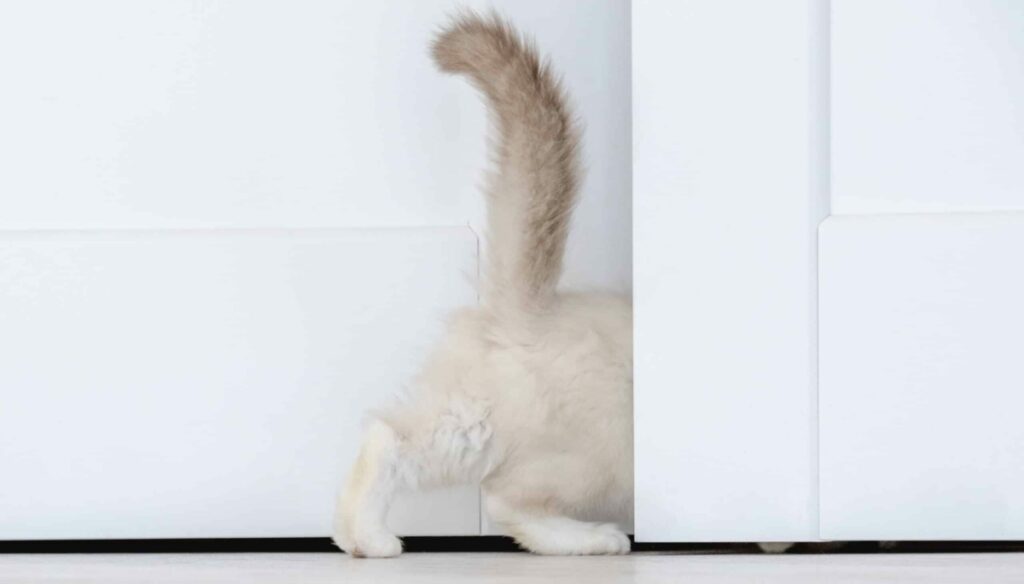 A cat’s tail vanishing into a closet