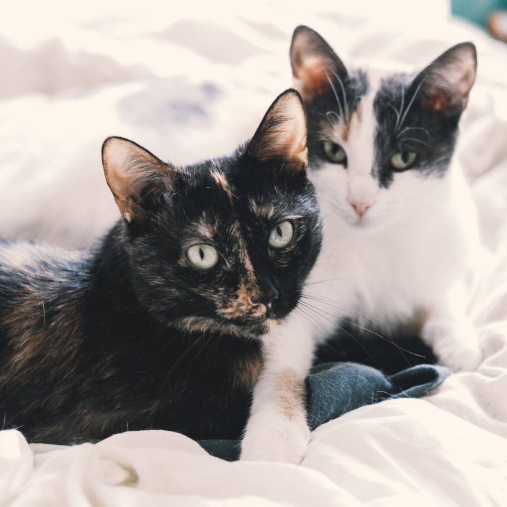 Two cats cuddling on a bed
