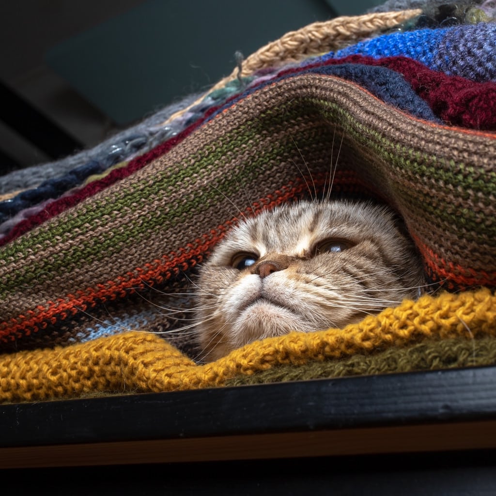 Cats hide in blankets
