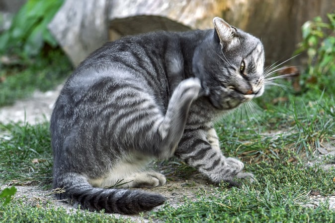 A cat scratching itself may be itchy due to food allergies