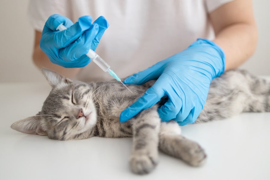 A vet examines a cat's teeth