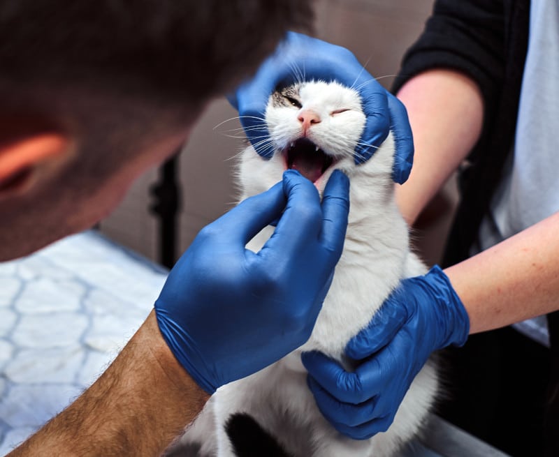 A vet examines a cat's teeth