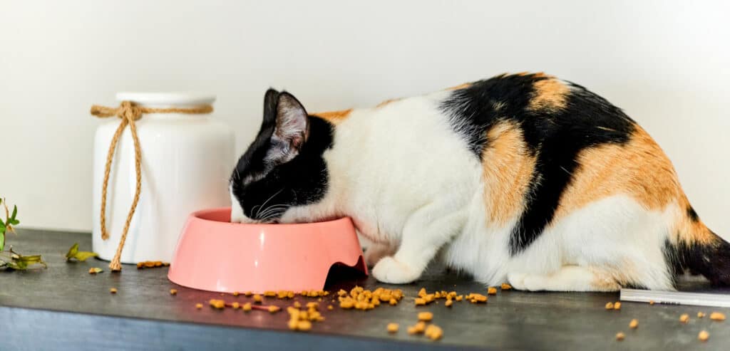 A gorgeous tortoise-shell cat eating from a bowl