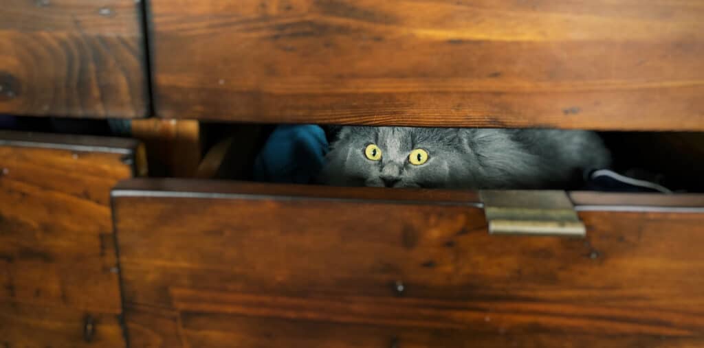 A cat hiding in a draw