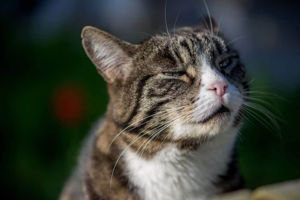 Older cat looking graceful