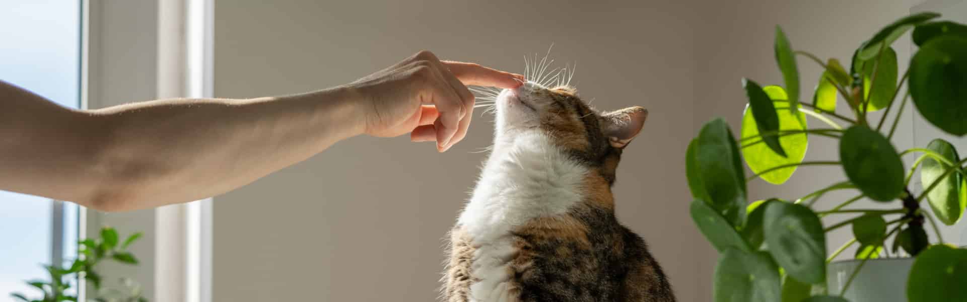 A woman touching a cat on the nose as cat leans into the touch