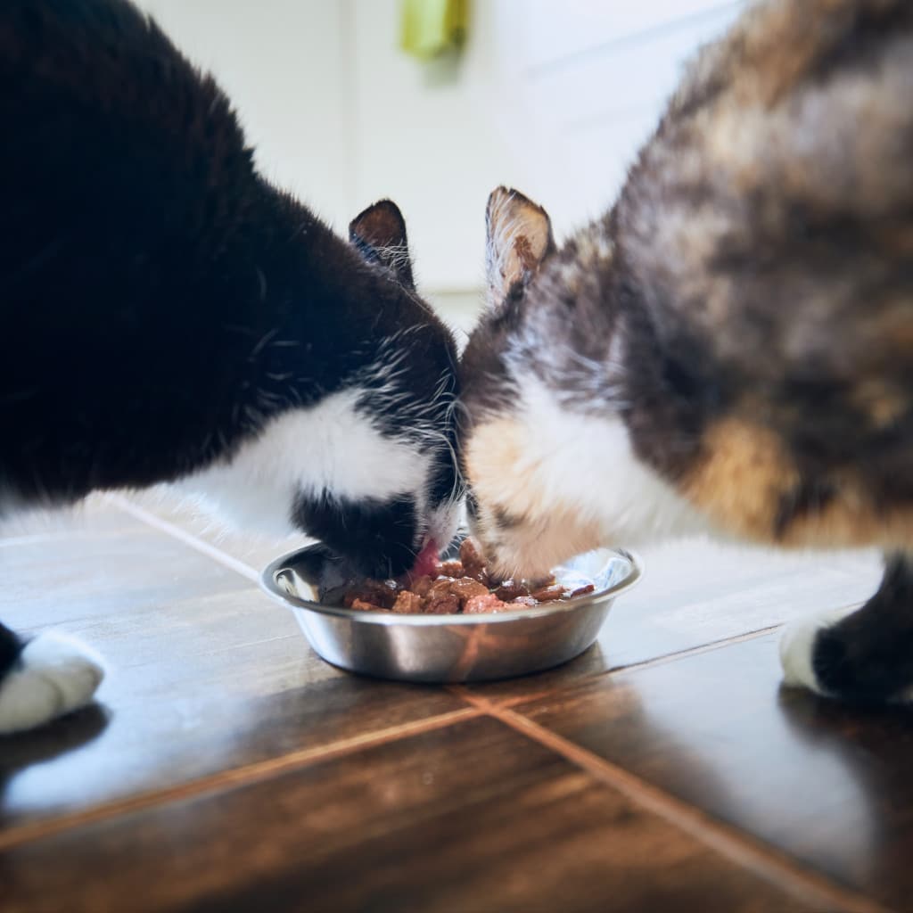No true ailurophile would feed two cats from the same bowl