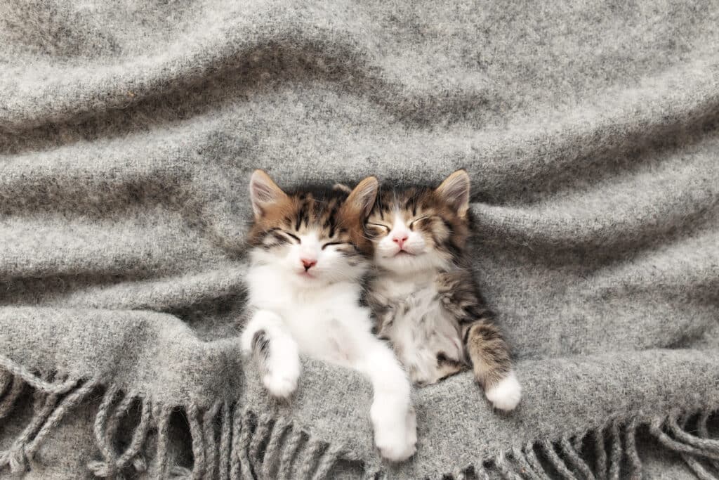 Two little kittens sleep covered with fluffy blanket