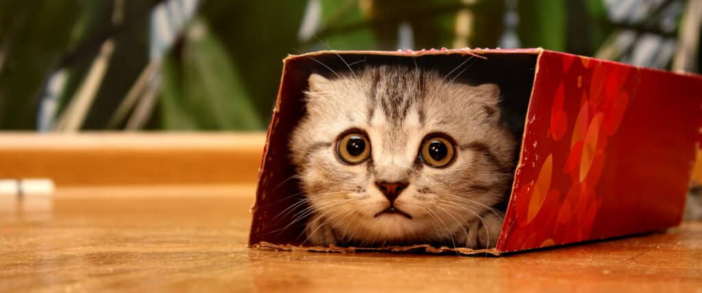 Why do cats hide in confined spaces? 