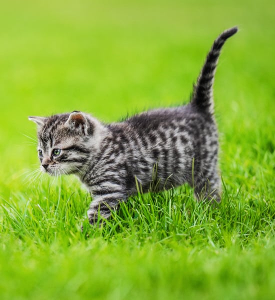 Alert kitten hunting on the grass