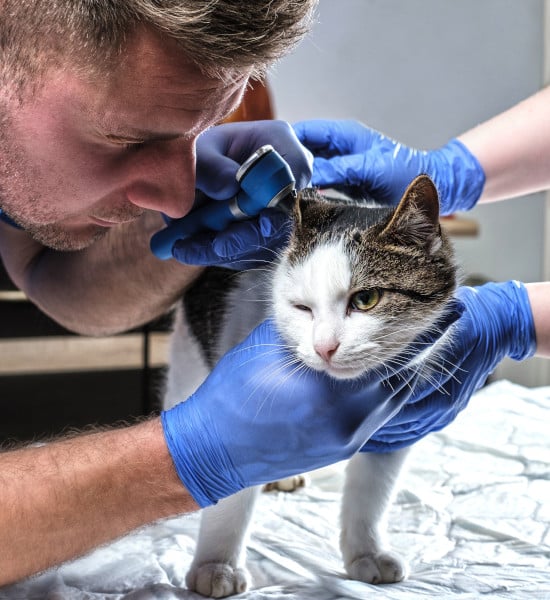 A vet examining a cat's ear