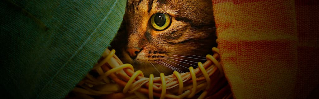 A tabby cat peek out from a basket behind partially hidden by curtains