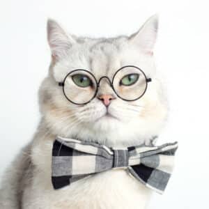 A white cat wearing glasses and a bow tie