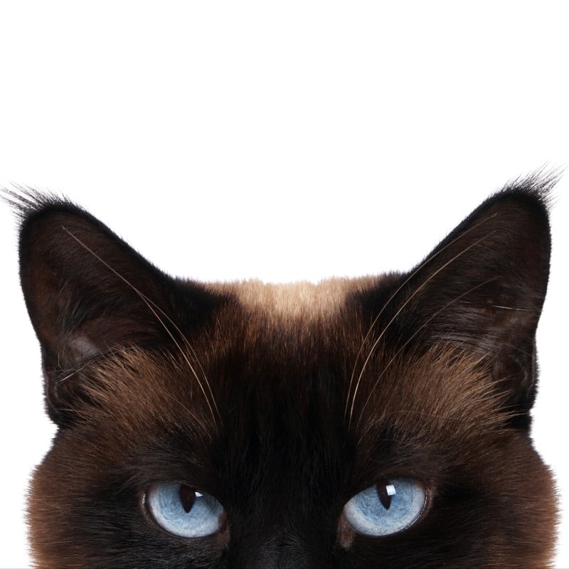 Feline eyes peruse these fun facts about cats