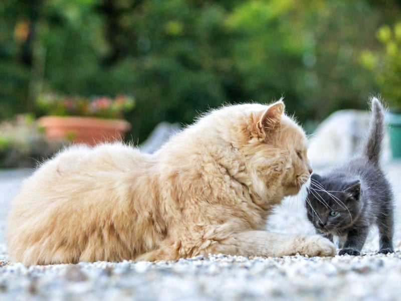 A cat and kitten playing