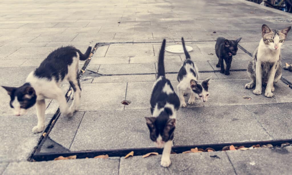 A group of abandoned street cats and kittens