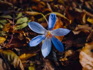 Keep your cats and dogs well away from Autumn Crocus