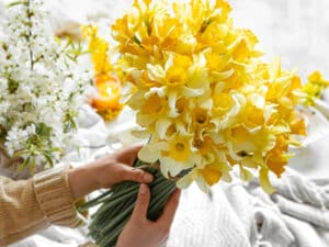 Daffodils are beautiful and toxic