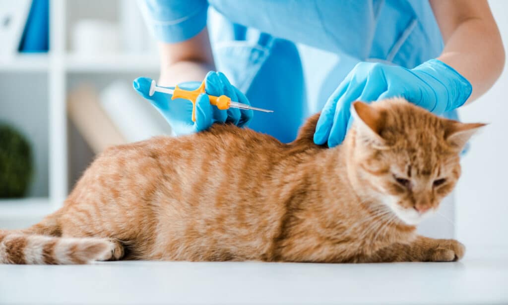 A cat being injected with a microchip