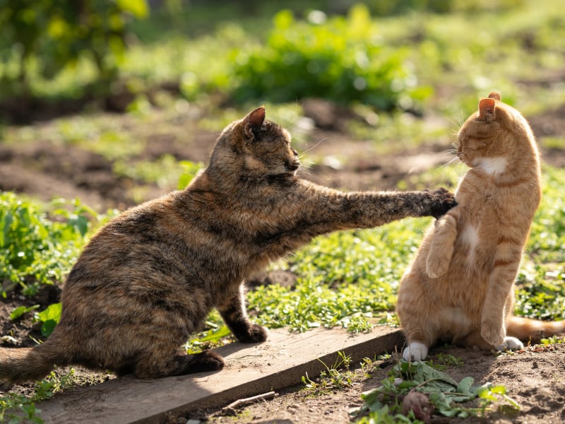 One cat defending its territory from another.