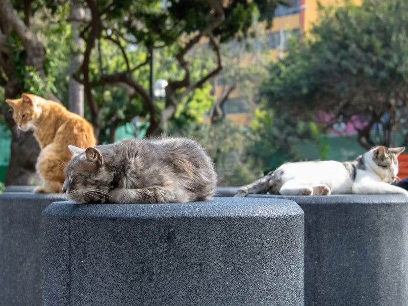 Global feline domination