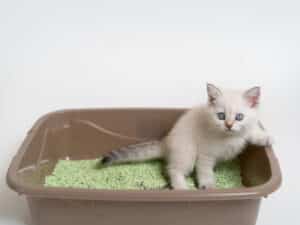 A kitten being taught to use the litter tray