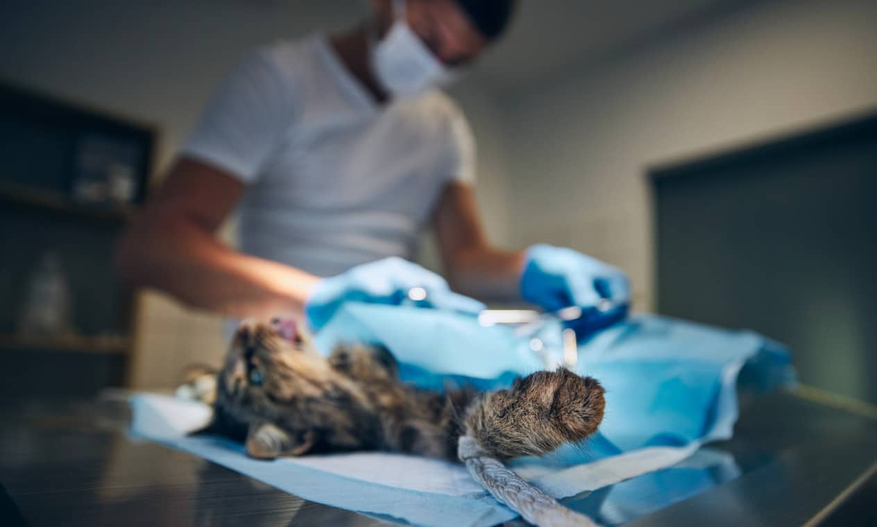 A cat on the operating table being neutered on world spay day
