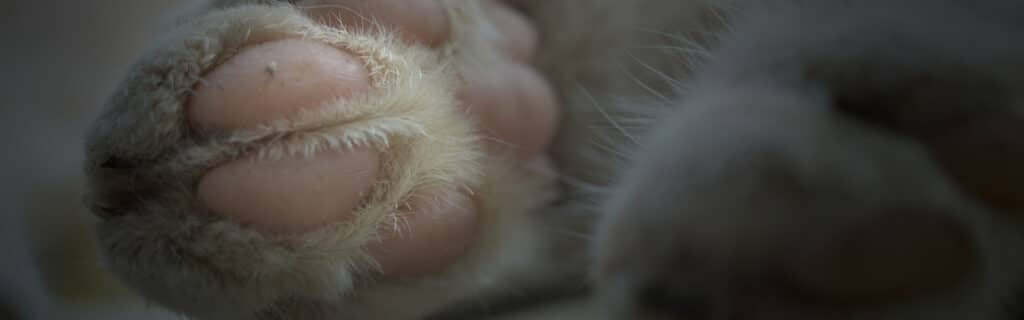A close up of a cat's paw