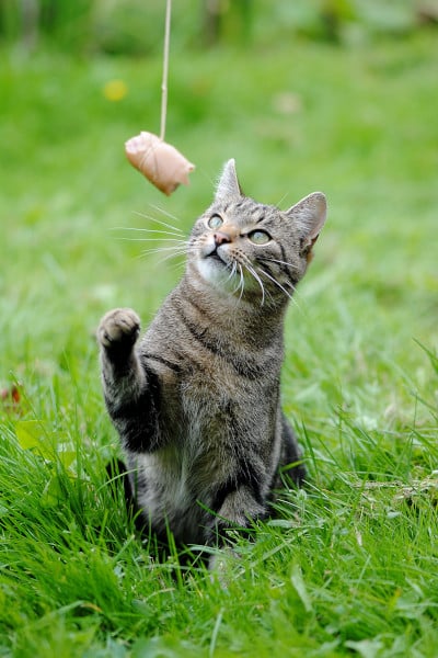A cat playing and demonstrating its fast reaction time