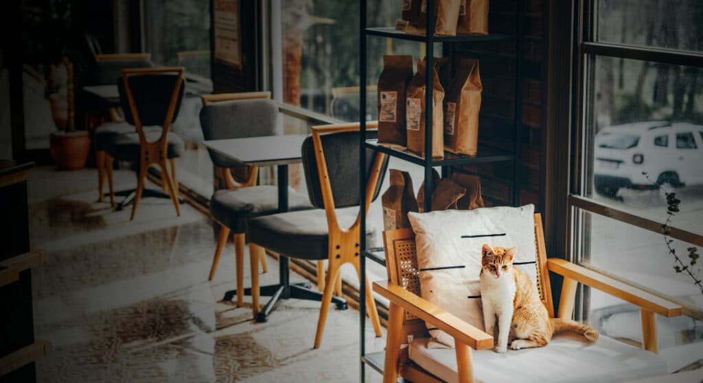 A cat sits on a chair in a cat cafe - on of the gift ideas for cat lovers