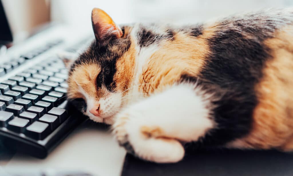 During Take Your Cat to Work Day, a moggie sleeps on a computer keyboard