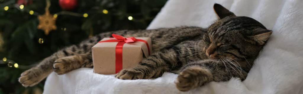 CatInfo.net's gift ideas for cat lovers