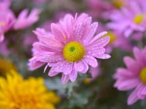 The Chrysanthemum is poisonous to your cat