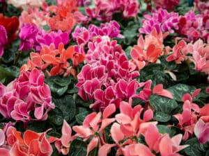 Cyclamen is harmful to cats