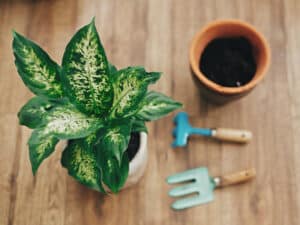 Dieffenbachia affects both cats and dogs