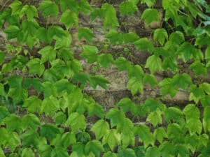 Keep your pets away from English Ivy