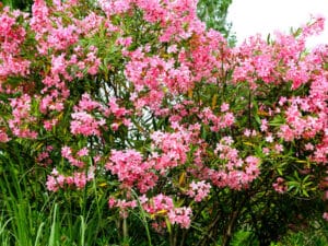 All parts of the oleander bush are poisonous to cats
