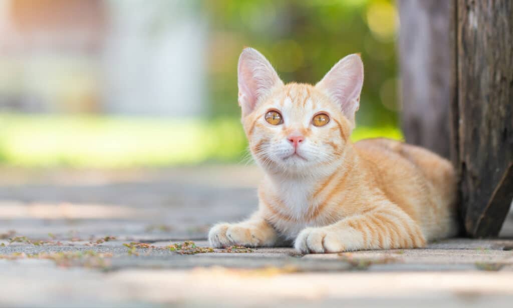 A cat's hearing is one of the surprising facts about cats.