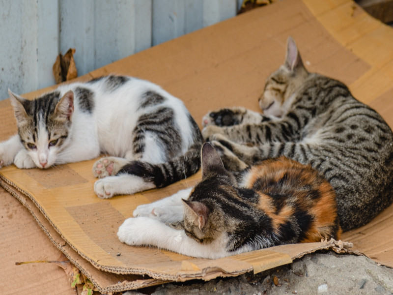Desperate kittens in need of our help