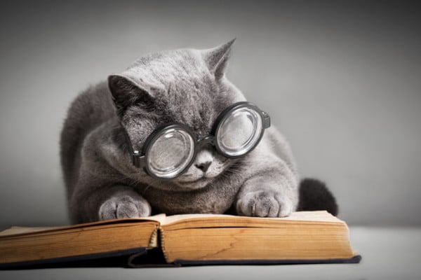 A cat with thick glasses reads a book
