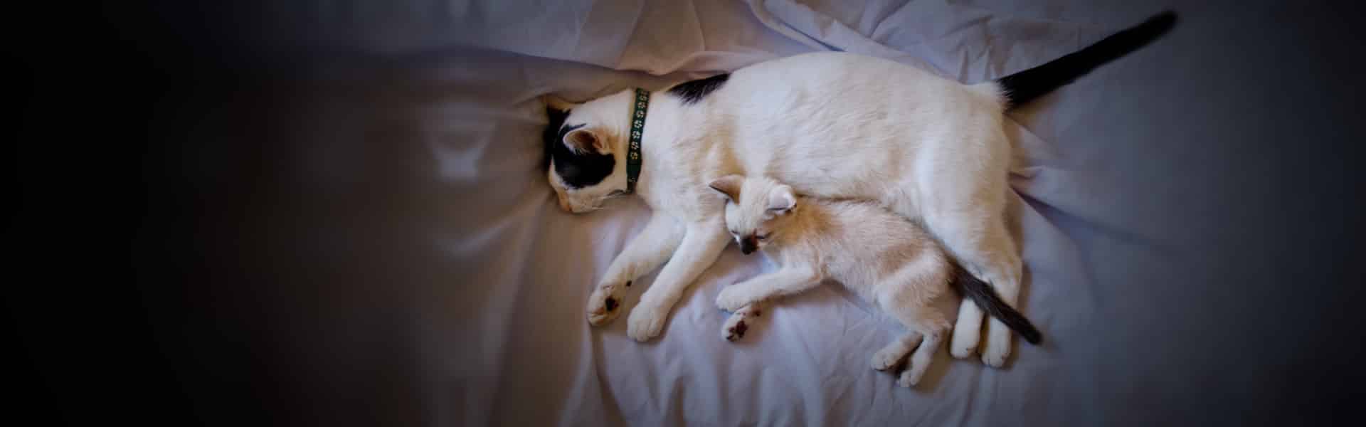 how-to-introduce-a-kitten-to-a-cat-catinfo