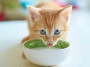 A kitten drinking