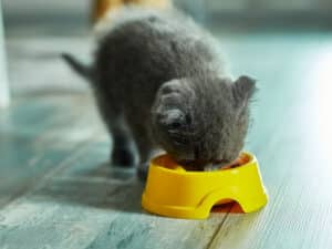 How to introduce a kitten to a cat using a separate food bowl